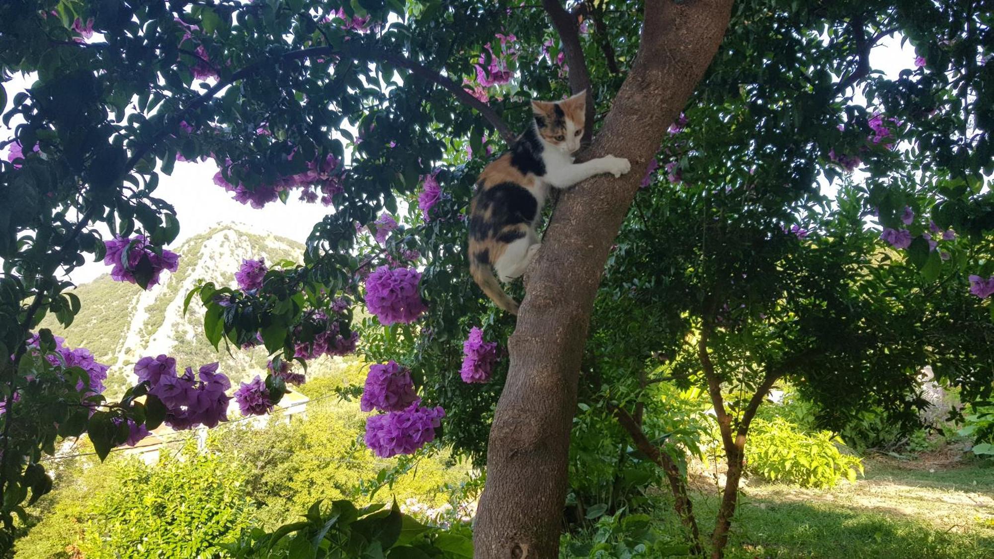 Vila Pogled Petrovac Dış mekan fotoğraf